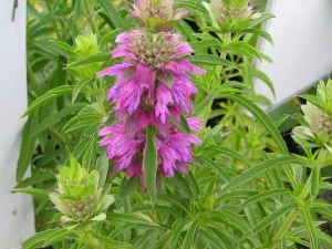 Lemon beebalm-Monarda citriodora - Img 3