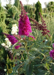 Liliac de vara-Buddleja Davidii Royal Red  - Img 2