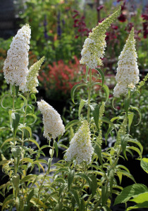 Liliac de vara-Buddleja Davidii White