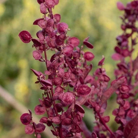 Loboda rosie-Atriplex hortensis - Img 3