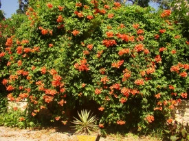 Luleaua Turcului-Campsis Radicans - Img 4