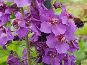 Lumanarica-Verbascum Phoeniceum Violetta