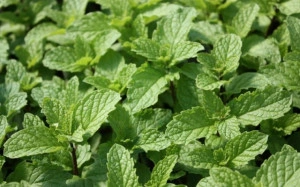 Menta Villosa Mojito Mint