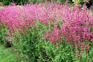 Mexican Hyssop-Agastache mexicana - Img 3