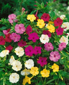 Mirabilis Jalapa mix - Img 4