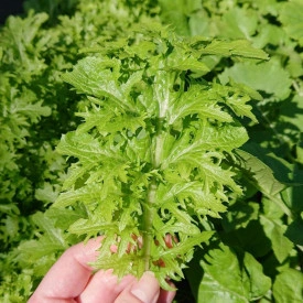 Mustar oriental Wasabi-na - Img 5