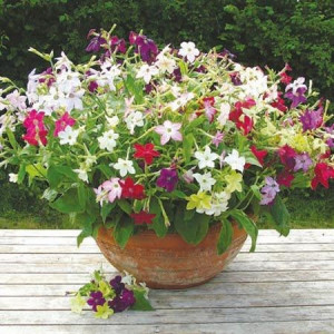 Nicotiana-Regina noptii mix
