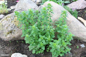 Oregano-Origanum vulgare