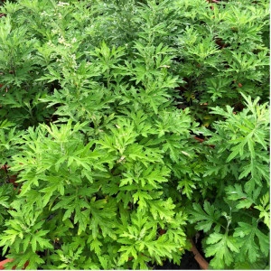 Pelin-Artemisia - Img 6