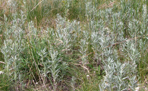 Pelin de argint-Artemisia Ludoviciana