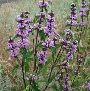 Phlomis Tuberosa-Ierusalim Salvie Roz - Img 2