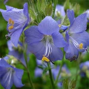 Polemonium Caeruleum-Jacob's Ladder Blue - Img 1