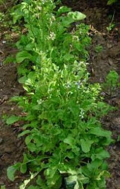 Rucola-Eruca Sativa L. - Img 3