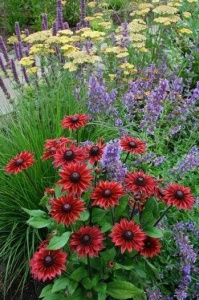 Rudbeckia Hirta Cherry Brandy