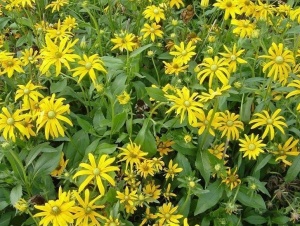 Rudbeckia Hirta Irish Eyes
