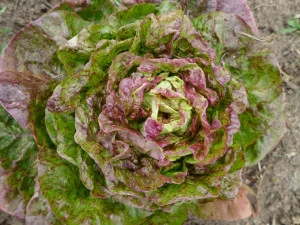 Salata Sanguine Amelioree - Img 2