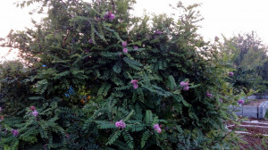 Salcam roz-Robinia Hispida