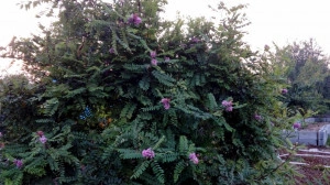 Salcam roz-Robinia Hispida - Img 5