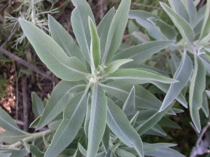 Salvia Apiana-Salvia Alba - Img 3