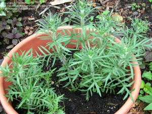 Salvia Jurisicii