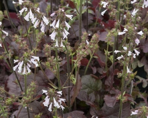 Salvia lyrata Purple Volcano - Img 4