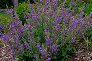 Salvia Miltiorrhiza-Red Sage