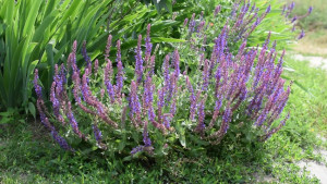 Salvia off.
