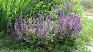 Salvia off. - Img 2