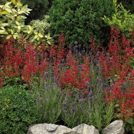 Salvia Roemeriana Arriba - Img 2
