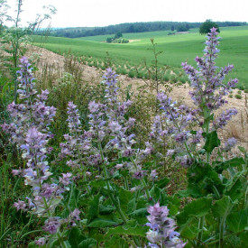 Salvia sclarea-Serlai