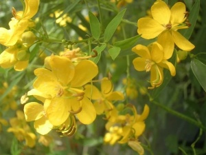 Siminichia-Cassia angustifolia