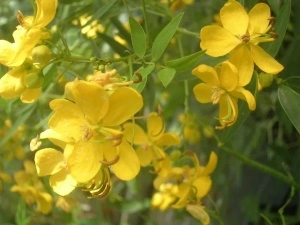 Siminichia-Cassia angustifolia - Img 2