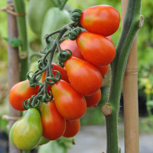 Tomate cherry Red Fig