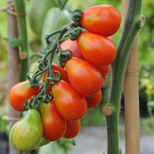 Tomate cherry Red Fig - Img 2