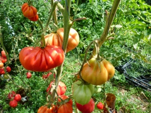 Tomate Coeur d'Albenga