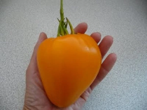 Tomate Inima de Bou Orange - Img 2