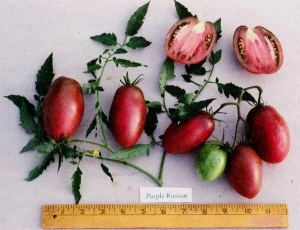 Tomate Purple Russian - Img 2