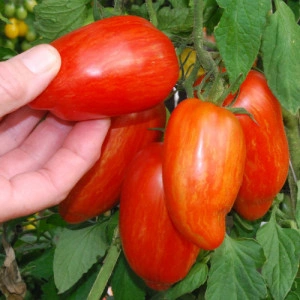 Tomate Speckled Roman - Img 2