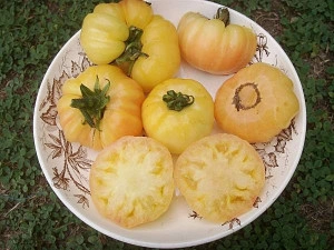 Tomate White Princess - Img 2
