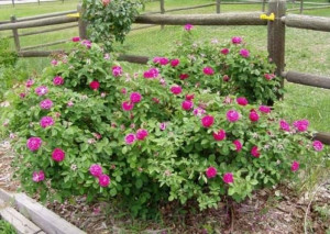 Trandafir de dulceata Rose de Rescht