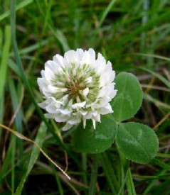 Trifoi alb pitic-Trifolium repens
