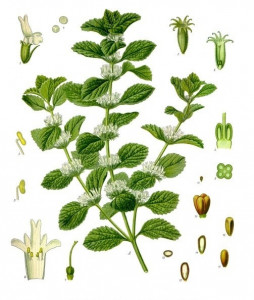 Unguras-Marrubium vulgare