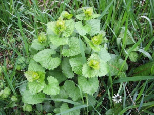 Usturoita-Alliaria Petiolata - Img 5