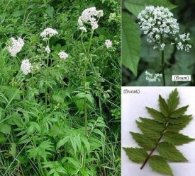 Valeriana-Valeriana officinalis