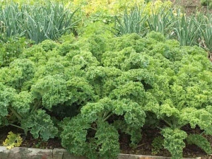 Varza Kale - Img 3