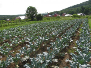 Varza Siberian Kale