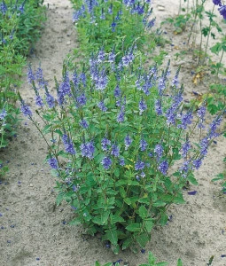Veronica Teucrium Royal Blue - Img 3