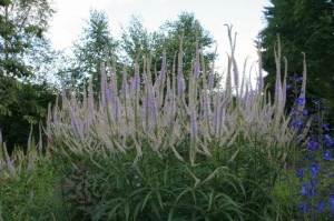 Veronicastrum virginicum - Img 6