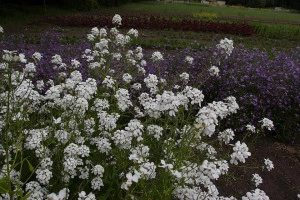 Violeta de noapte-Hesperis Matronalis Alba - Img 2