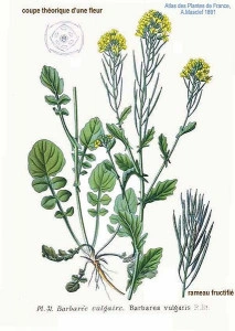 Winter Cress-Barbarea Vulgaris - Img 6